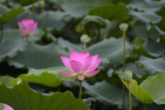 荷花
