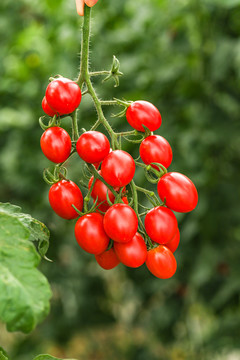 小番茄种植