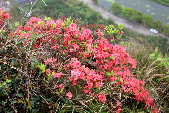 杜鹃花