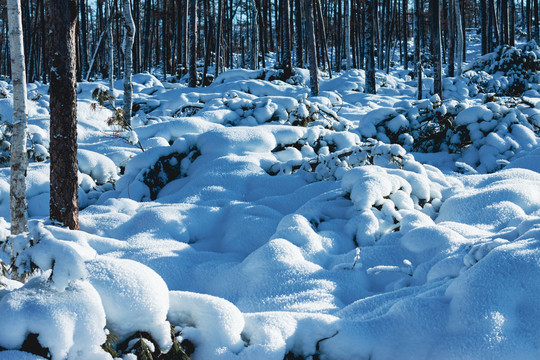 原始森林积雪