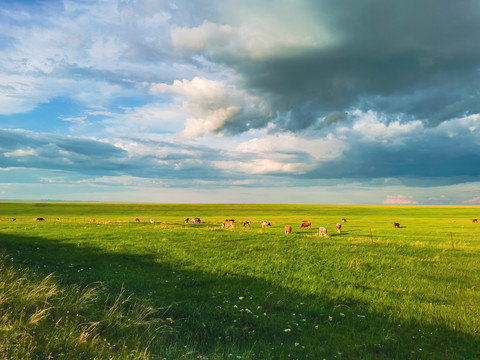 夏季草原牧场牛群