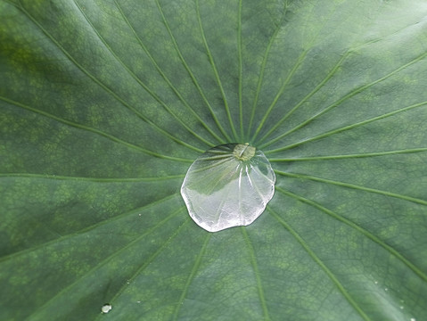 雨珠荷叶