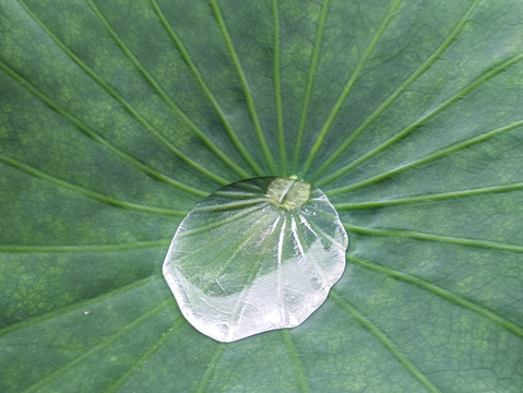 雨珠荷叶图