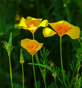 花菱草