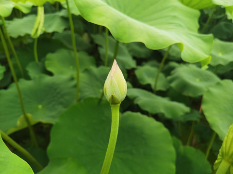 水中芙蓉