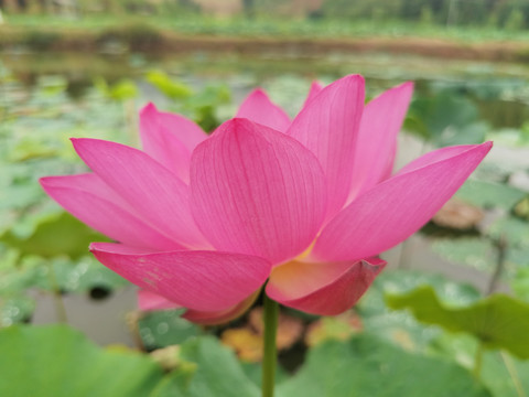 粉红色荷花特写