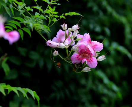 紫芸藤