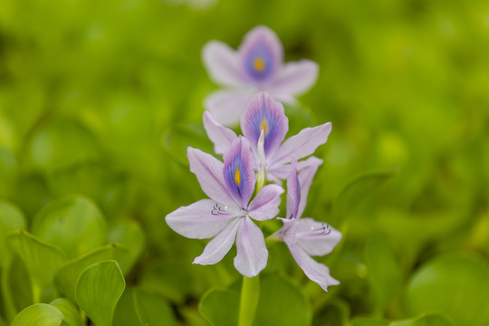 水葫芦花