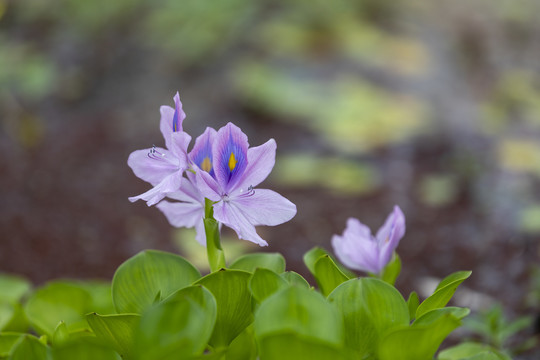 水葫芦花