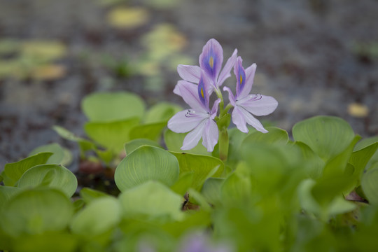 水葫芦花