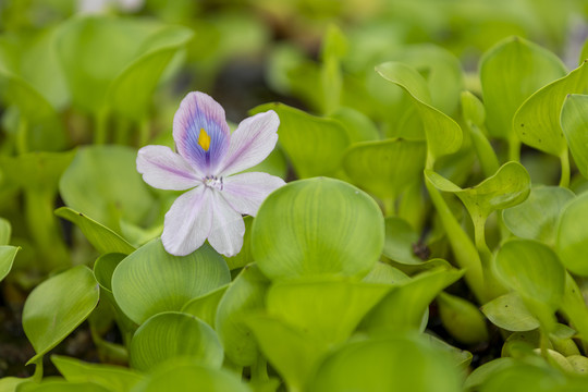 水葫芦花