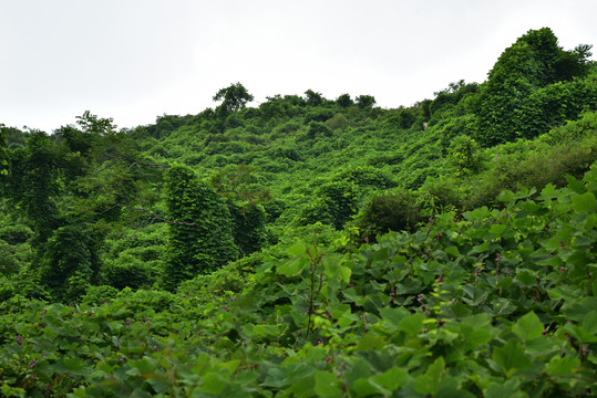 河北石家庄平山县藤龙山景区