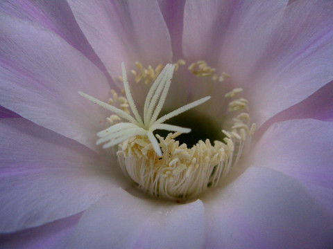仙人球花