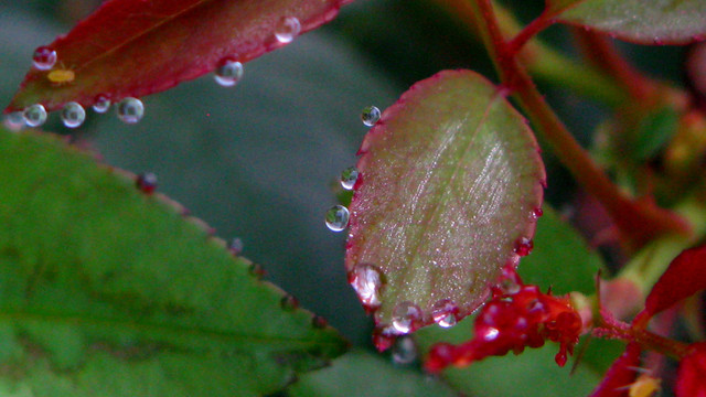 月季花