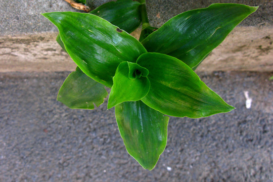 白花紫露草