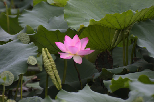 荷花