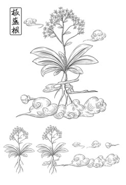 板蓝根手绘版画