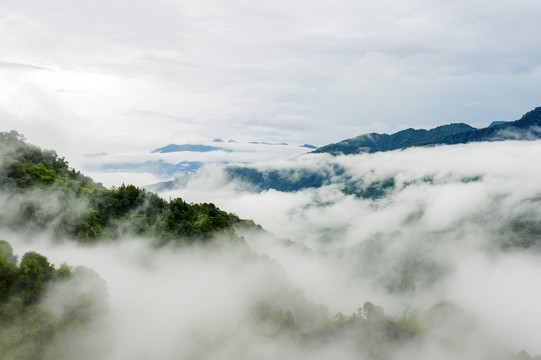 生态植被森林云海