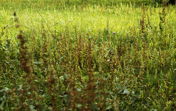 草地素材