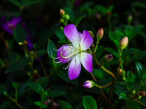 杭州西溪花朝节