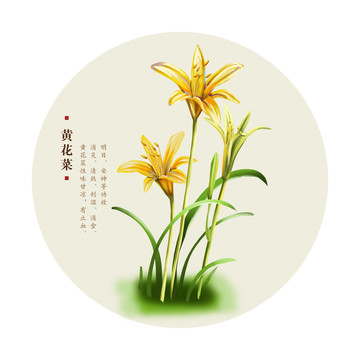 黄花菜