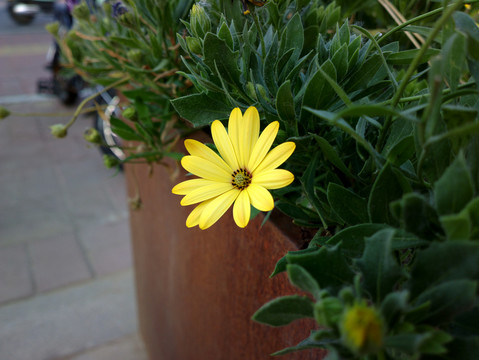 菊芋