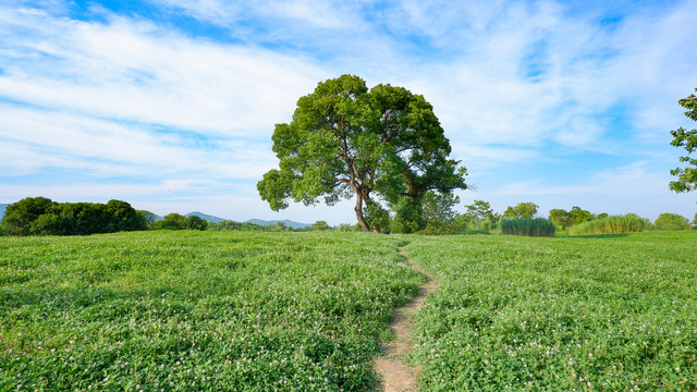 香樟树