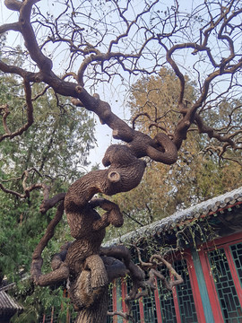 颐和园古树