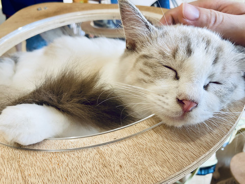 宠物猫