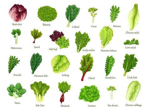 健康西式常见蔬菜插画素材