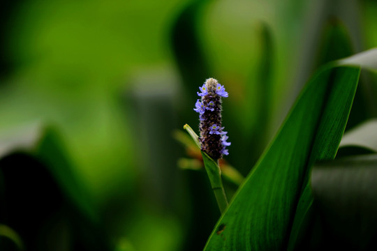 雨久花