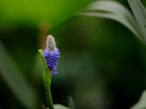 雨久花