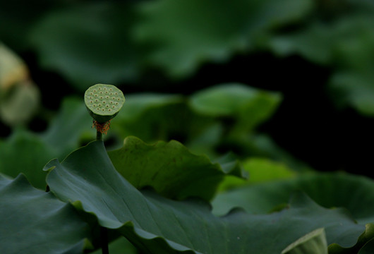 青色莲蓬