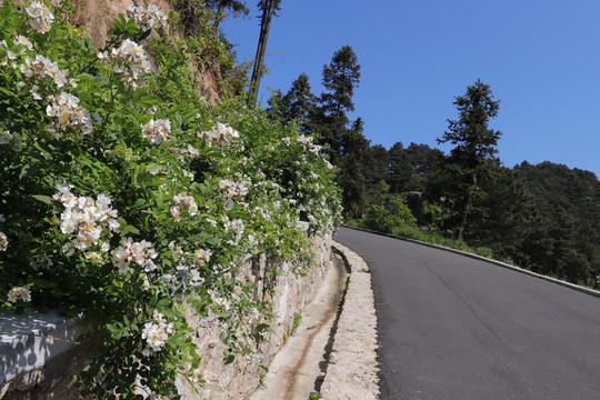 环山路上路边小花野生月季