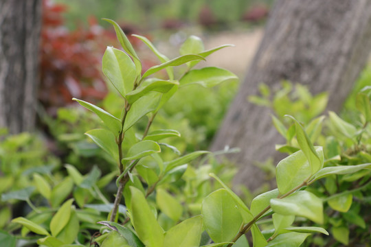 绿色植物枝叶树叶嫩绿树叶