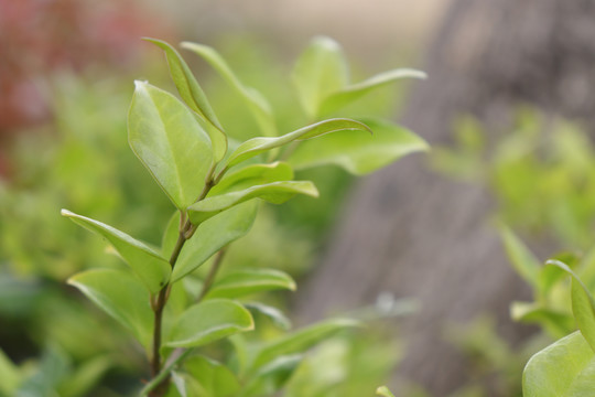 绿色植物枝叶树叶嫩绿树叶