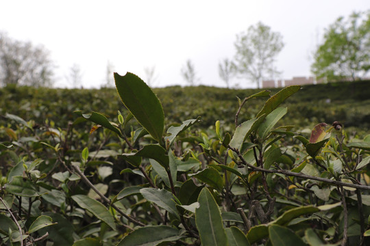 信阳毛尖茶山茶园茶树茶叶