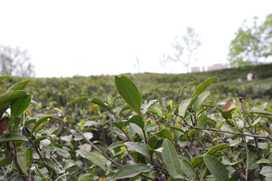 信阳毛尖茶山茶园茶树茶叶