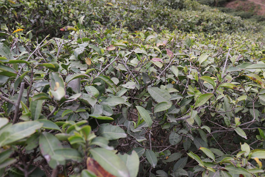 信阳毛尖茶山茶园茶树茶叶