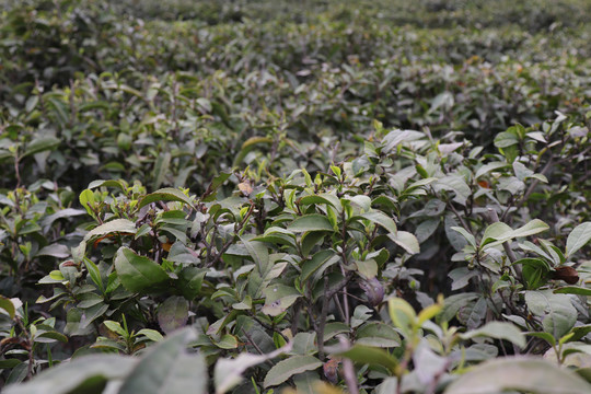 信阳毛尖茶山茶园茶树茶叶