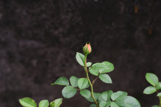 月季果汁阳台