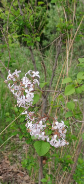 丁香花