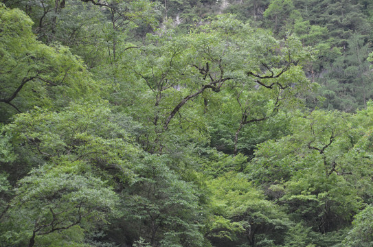 官鹅沟风光