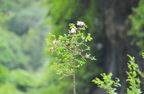 官鹅沟风光