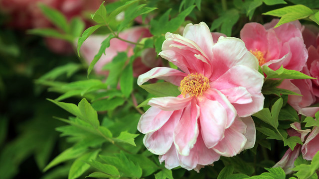 花遊牡丹花