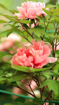 八千代椿牡丹花