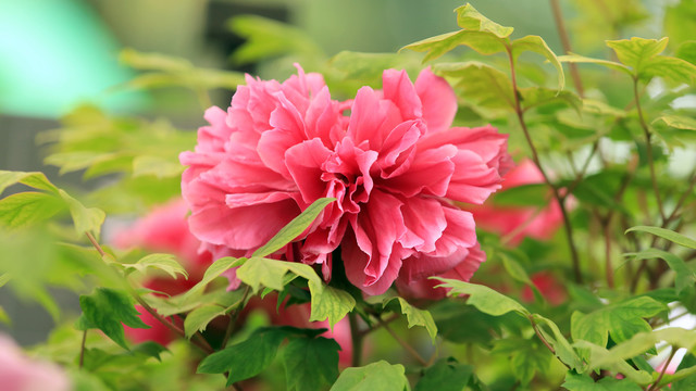 花王牡丹花