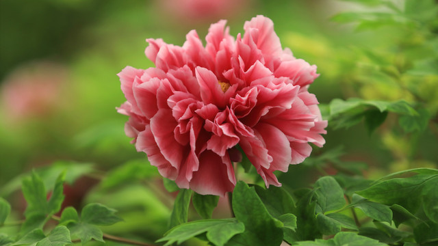 花王牡丹花