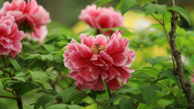 花王牡丹花