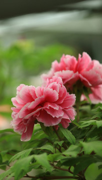 花王牡丹花